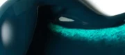 Turquoise Deep